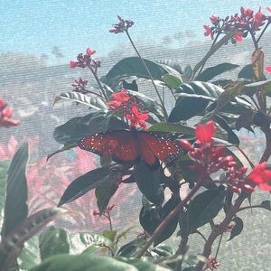 Meet your Posher, Monica